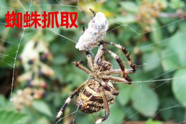 市场需求：工业与服务机器人双轮驱动，人形机器人商业化提速